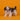 Shihtzu Hembra
