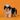 Shihtzu Hembra