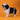 Shihtzu Hembra