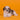 Shihtzu Hembra