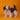Shihtzu Hembra