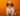 Shihtzu Hembra