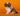 Shihtzu Macho