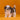 Shihtzu Macho