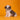 Shihtzu Macho