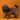 Shihtzu Macho