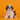 Shihtzu Macho